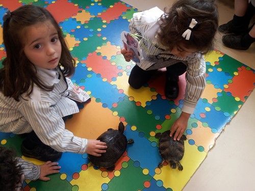 Colegio Palacio de Granda, aprendiendo sobre las tortugas