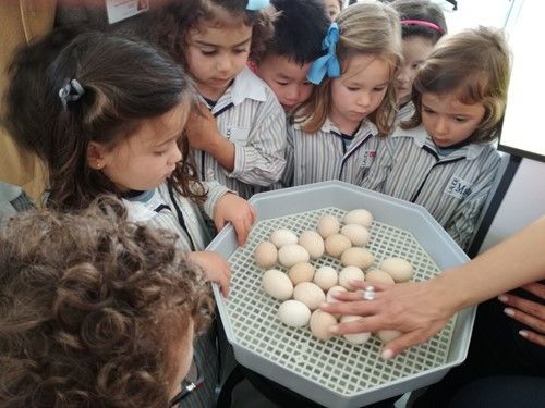 Colegio Palacio de Granda, proyecto de incubar huevos